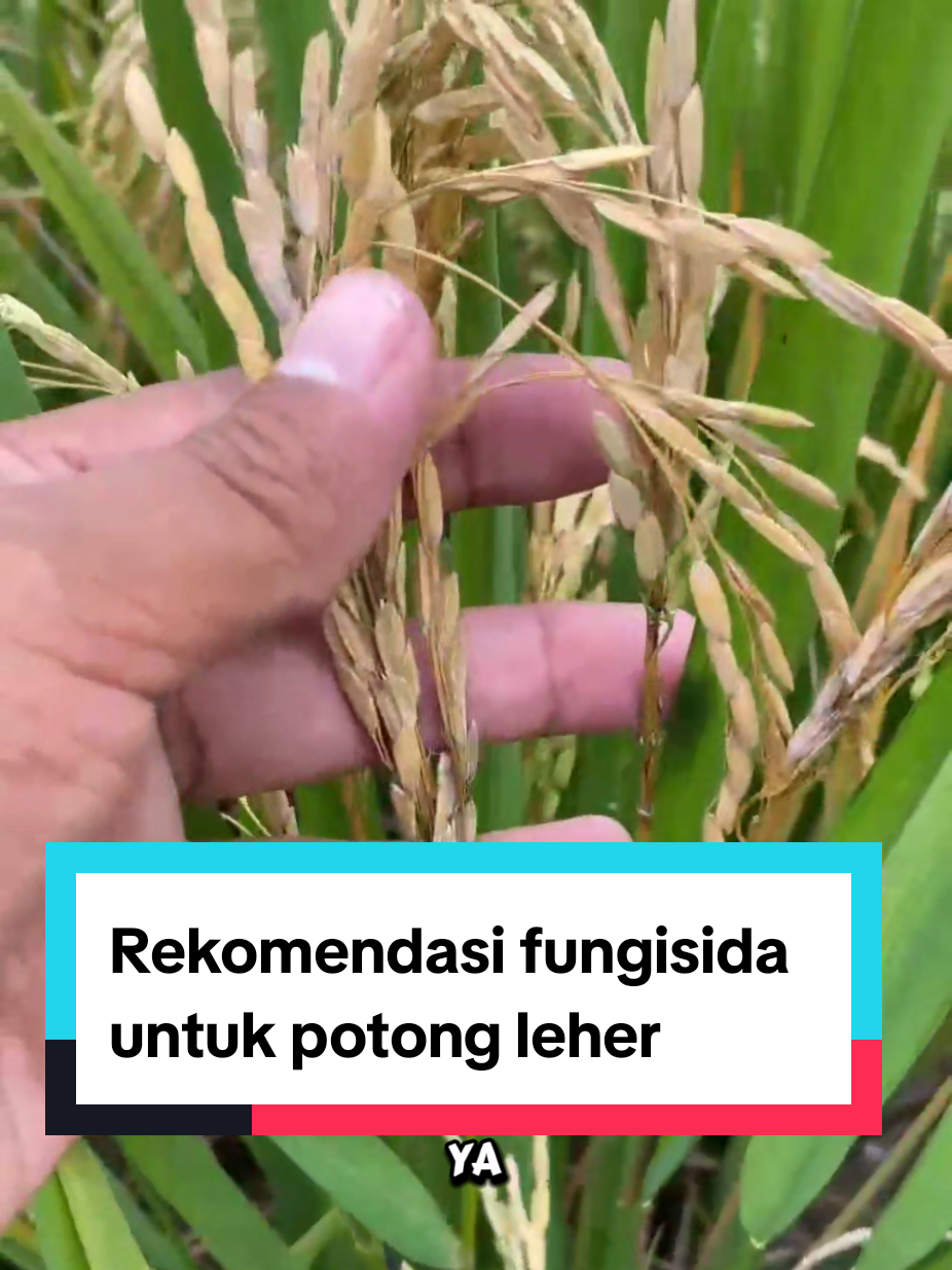 @tanipedia id