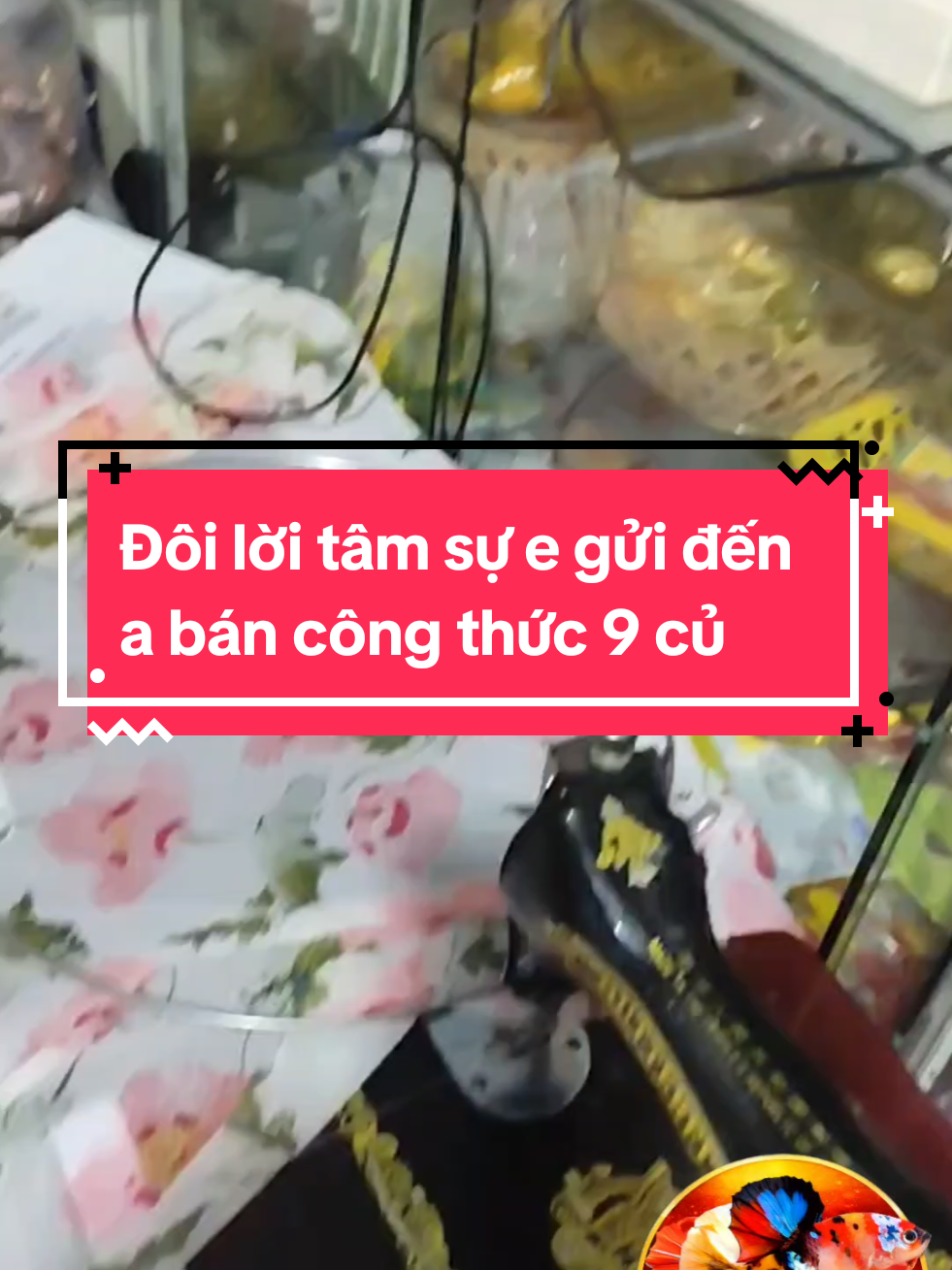 @Nhi Nguyễn Betta