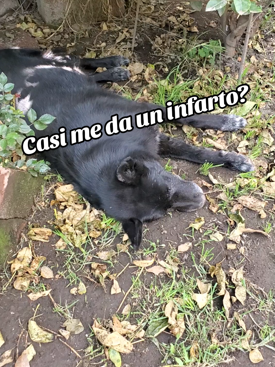 @patito6818