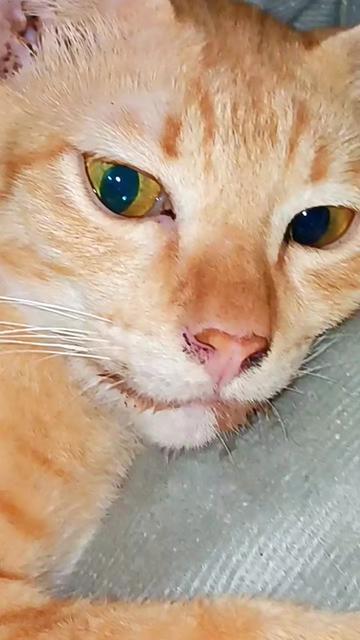 @ยุนอาร์ทาสแมว