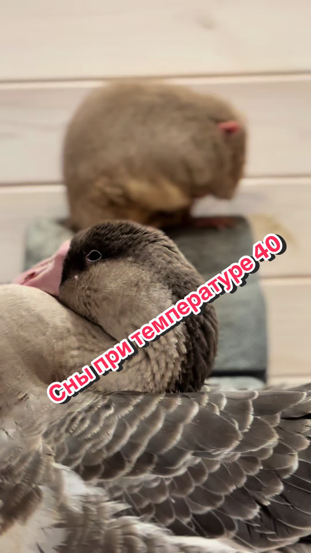 @Пафнутрий