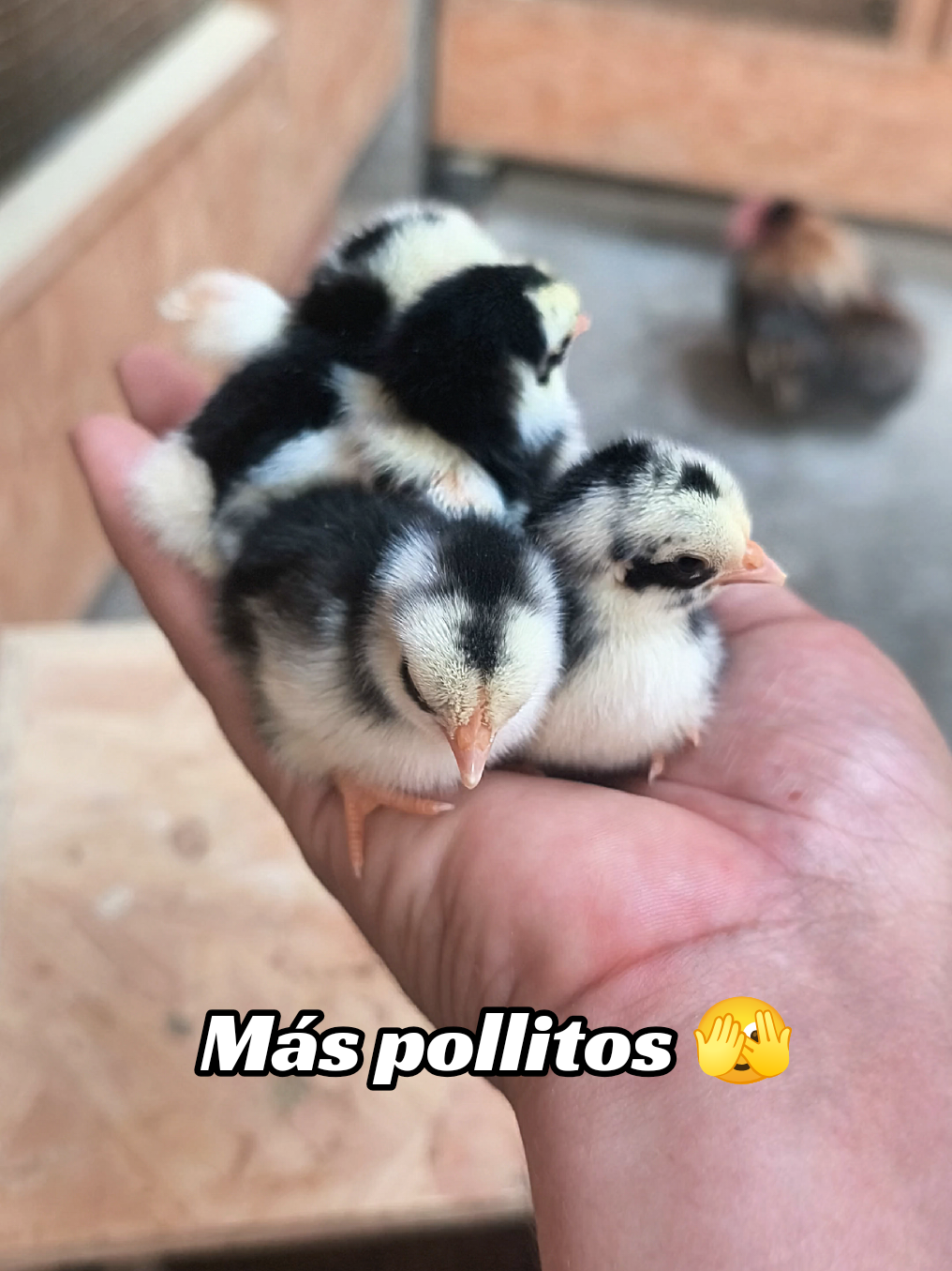 @Kikirikis ๐๐๐๐๐ฅ๐ฅ๐ข๐ง