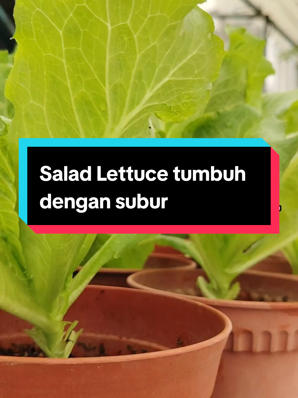 @Kakak Rose