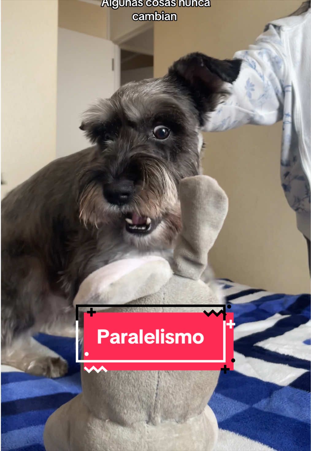 @lukah_schnauzer