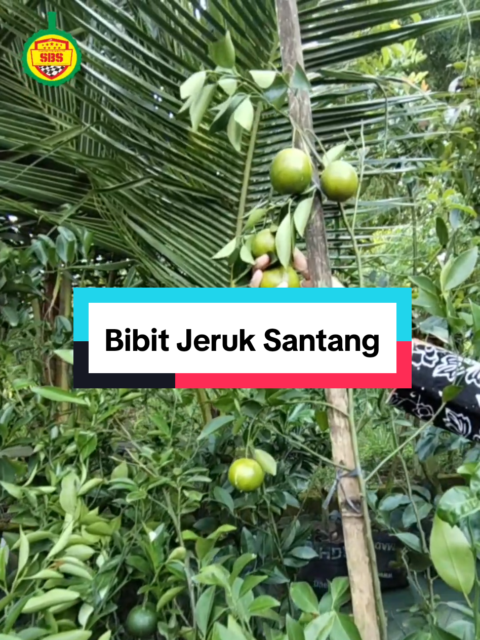 @Produksi Buah_SBS