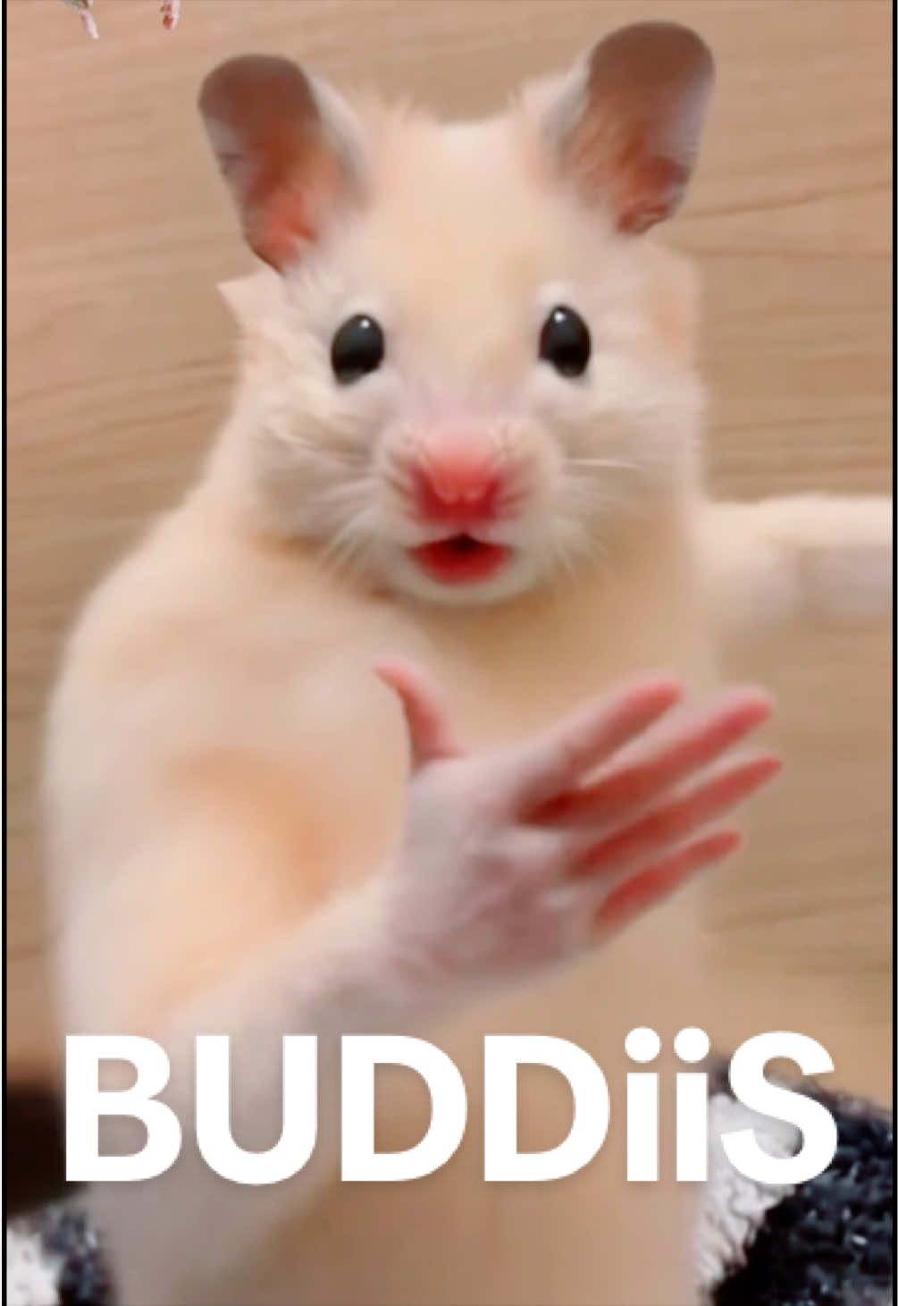 @FCham