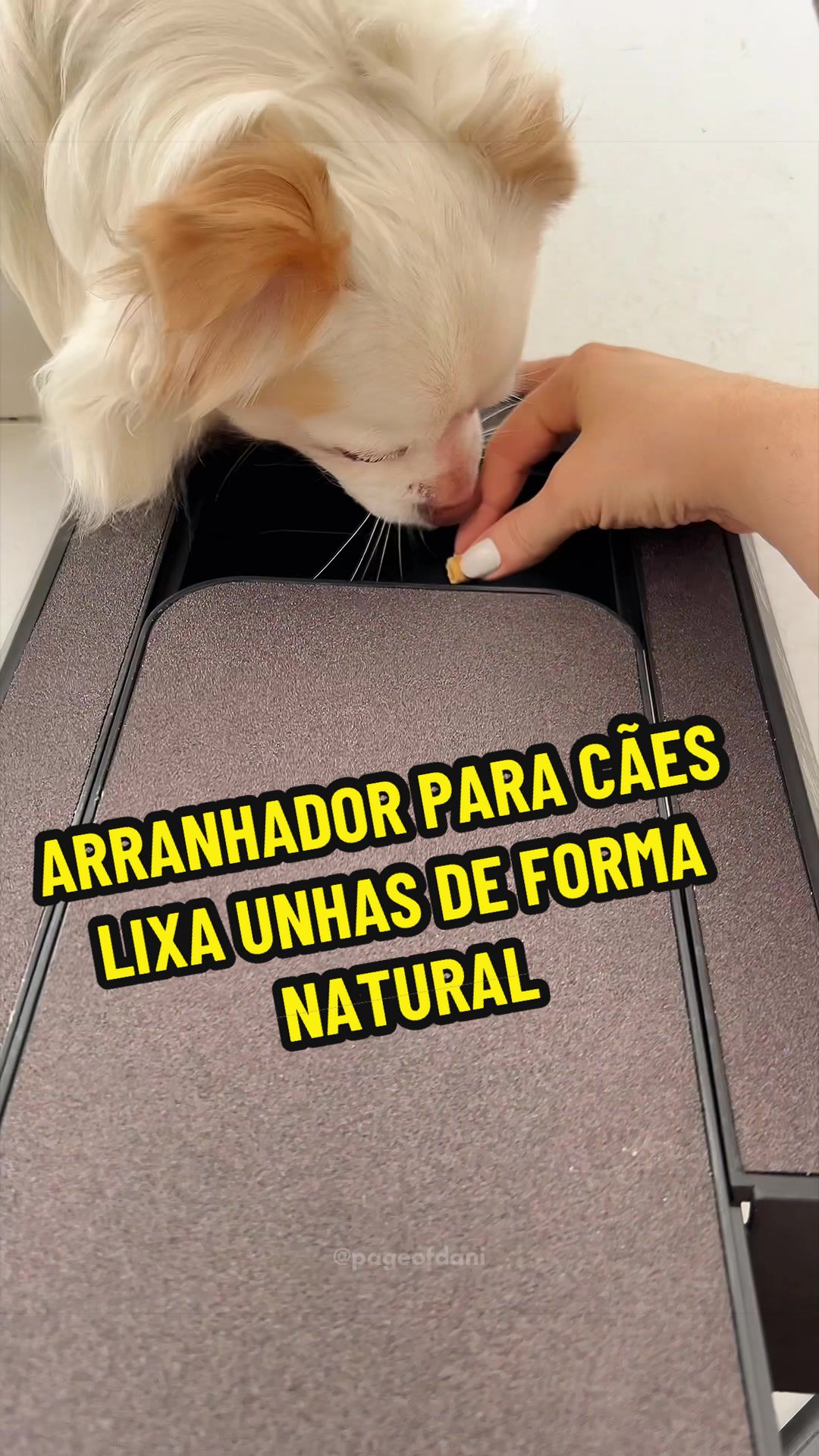 @Pageofdani