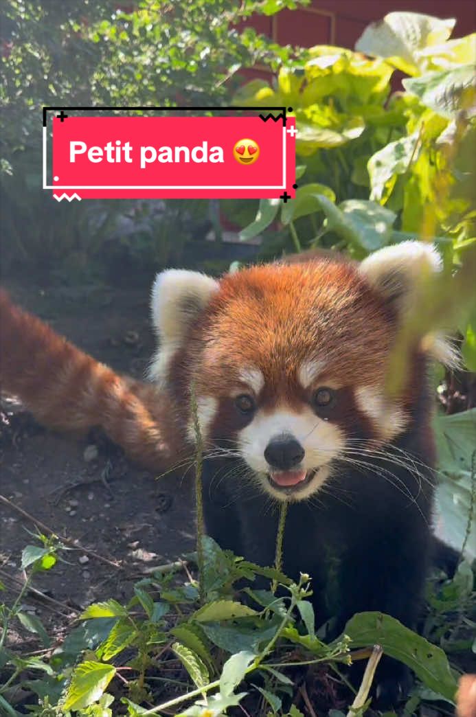 @Zoo de Granby
