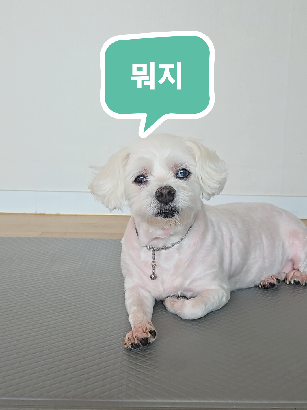 @❤파란눈녹차❤