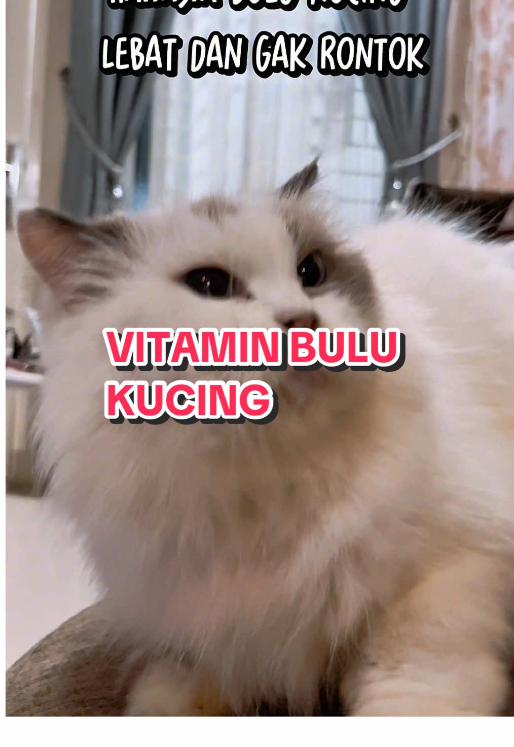 @ADENO MUTHALIB