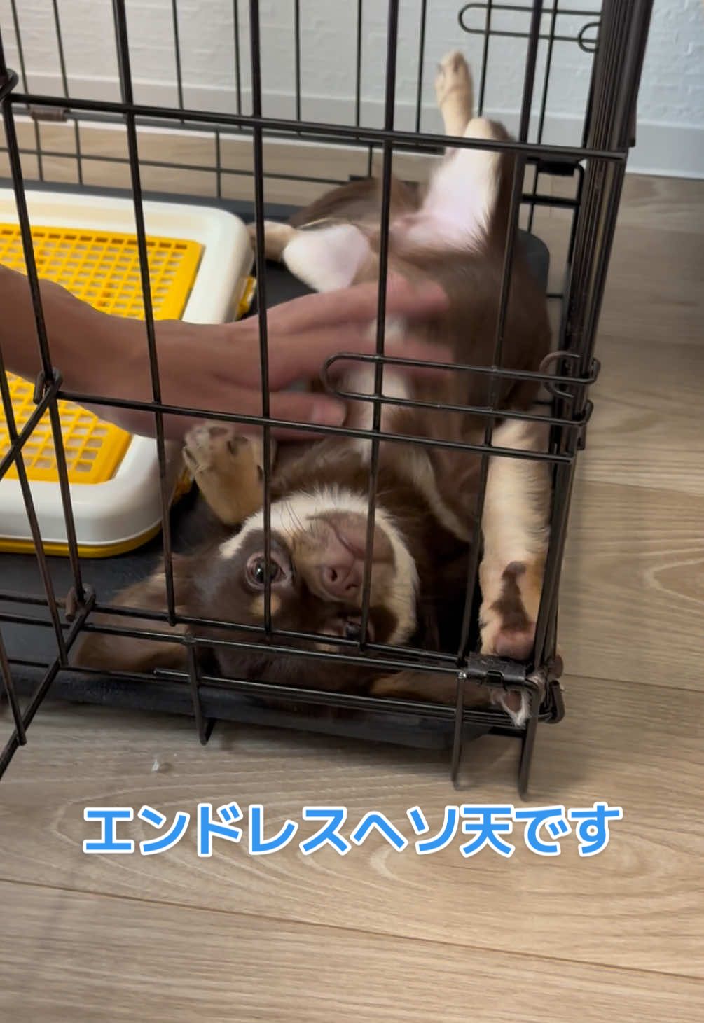 @ใใฃใฑ๐ถ