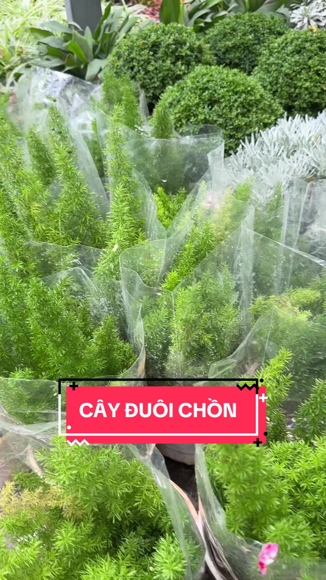 @Cây Xanh Phong Hồng