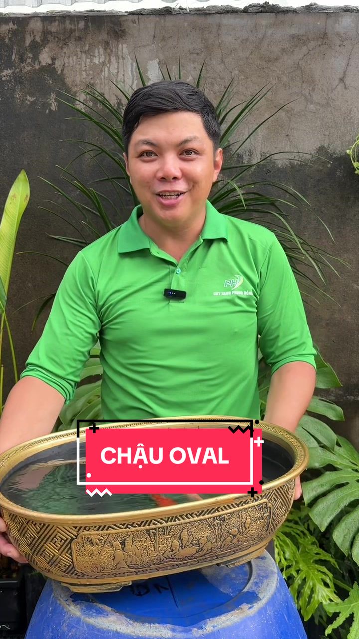 @C&acirc;y Xanh Phong Hồng