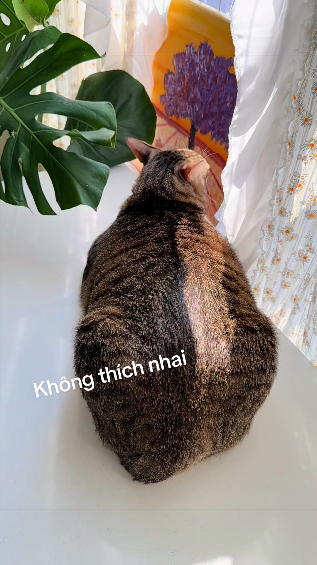 @Gia&ensp;Đ&igrave;nh&ensp;C&aacute;&ensp;Cua