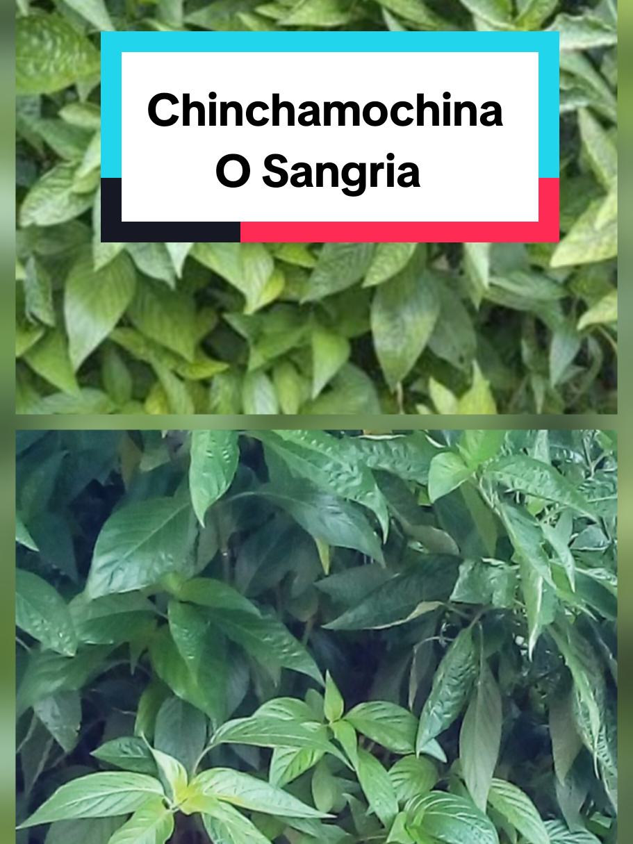 @𝐉𝐨𝐬𝐲