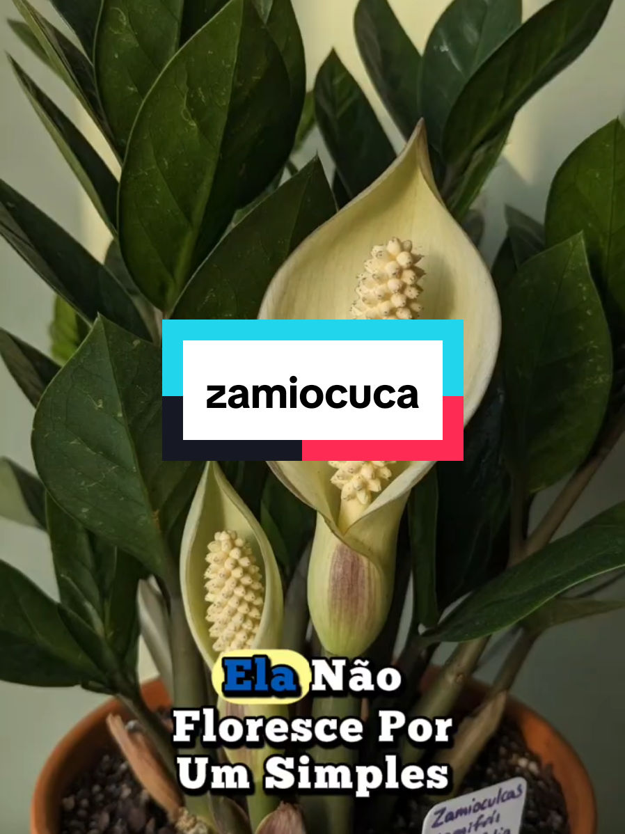 @Dicas e Receitas Naturais