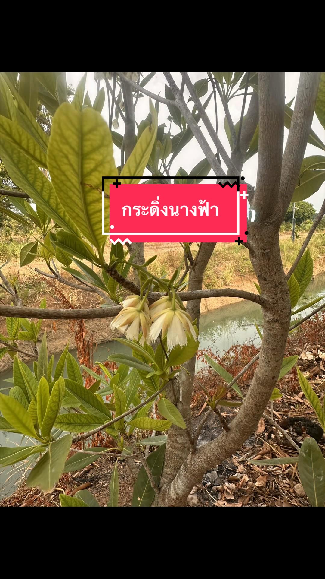 @Phawida Nopphamat