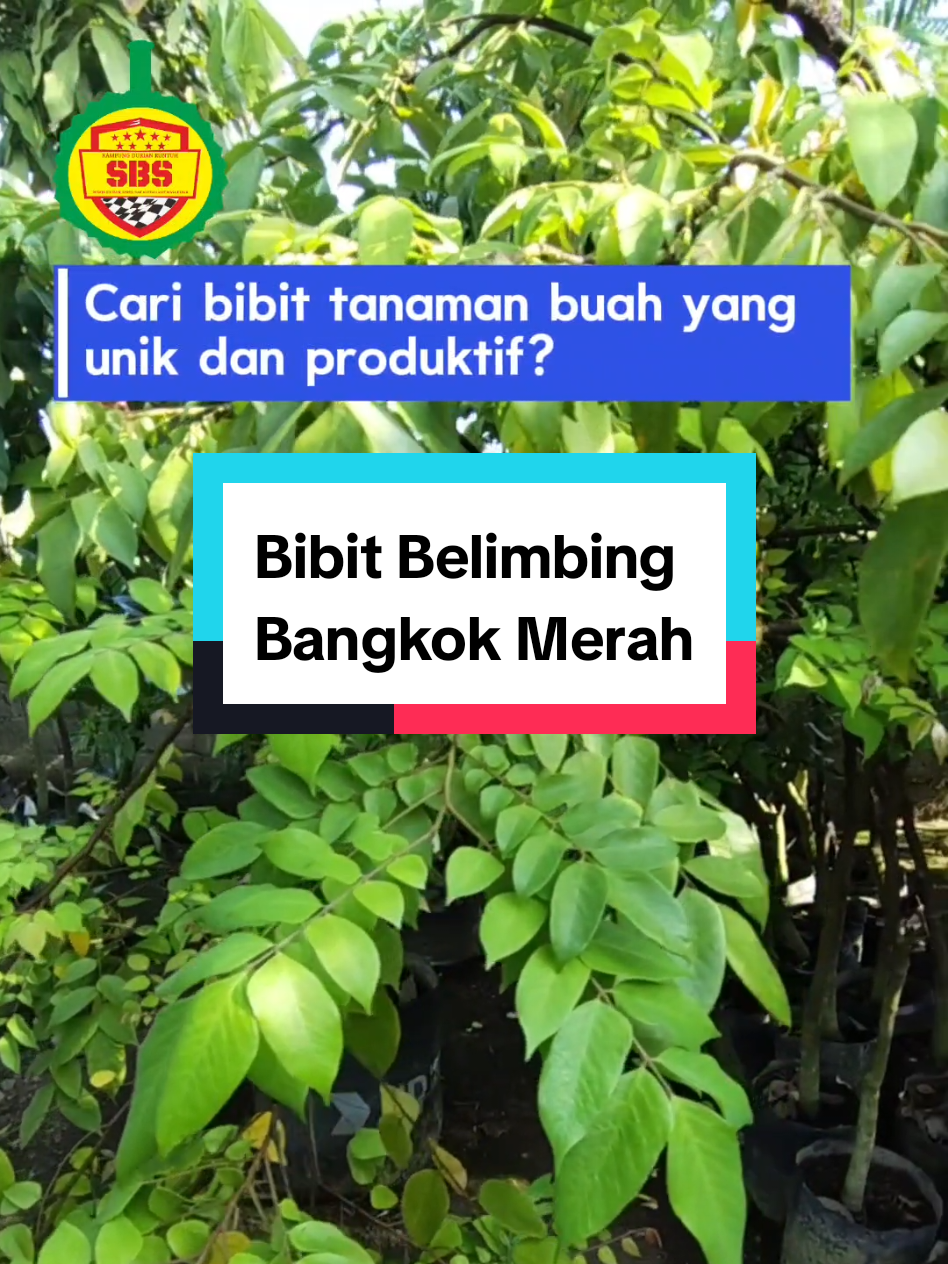 @Produksi Buah_SBS
