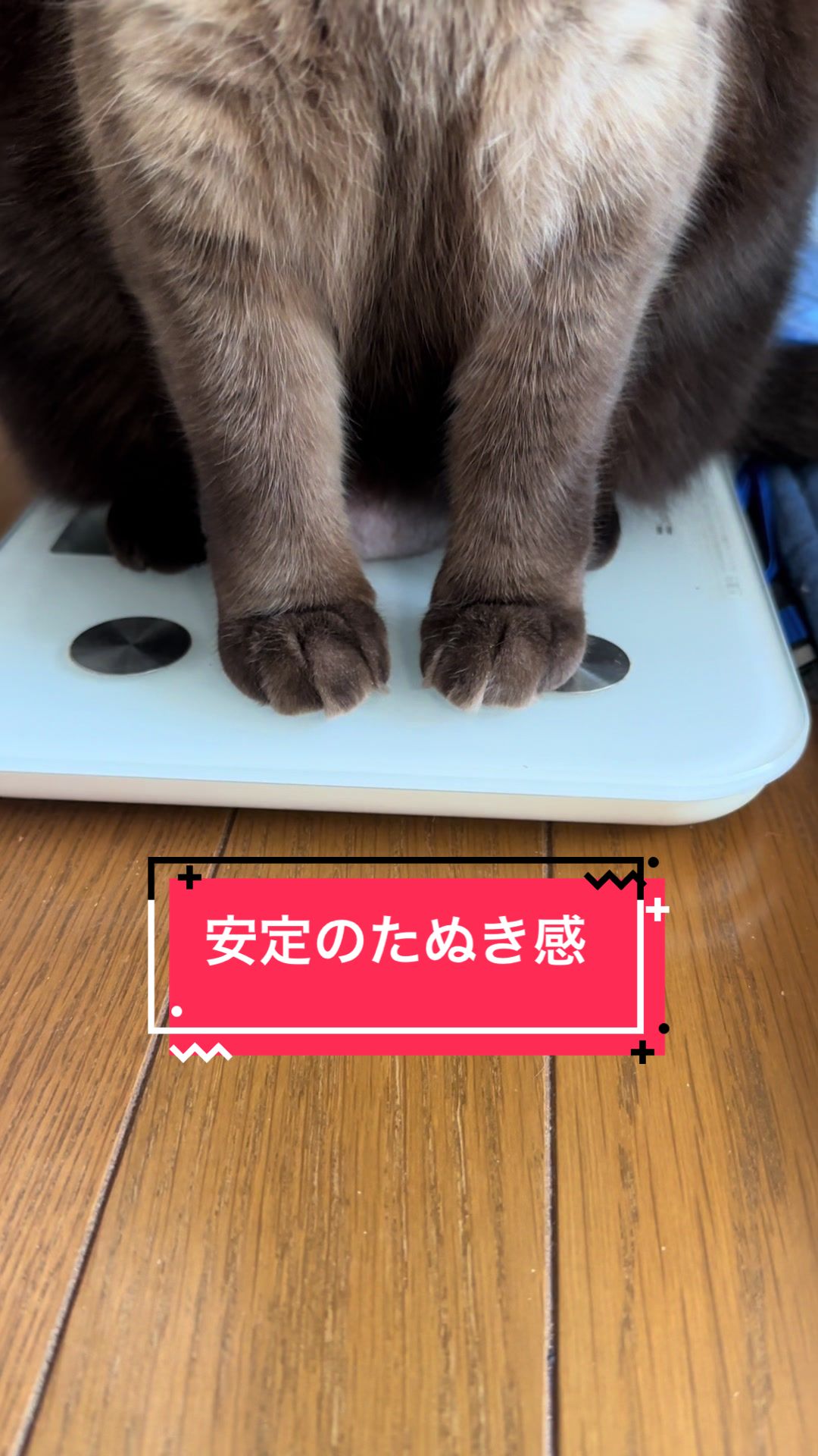 @うちのコレンジャー