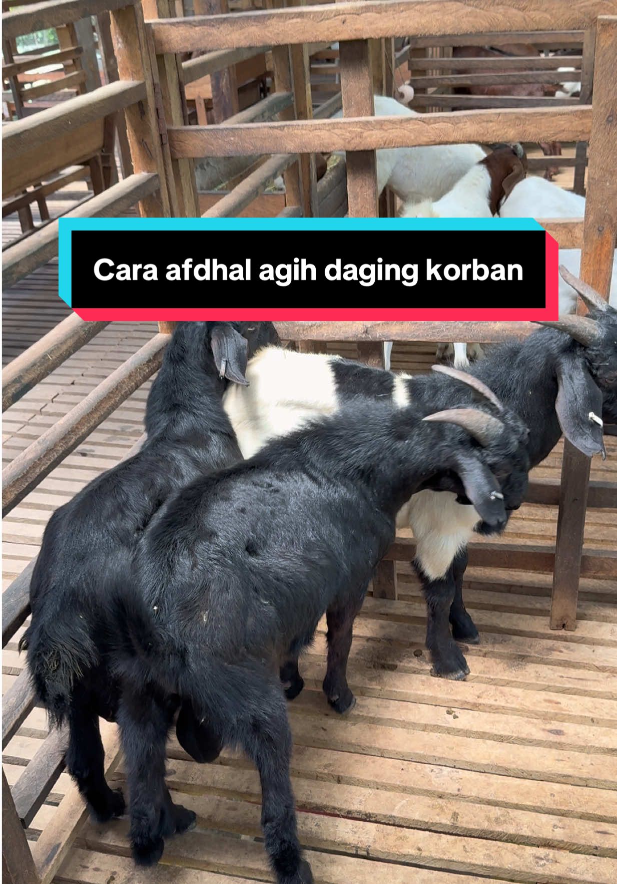 @AB Agrofarm 588