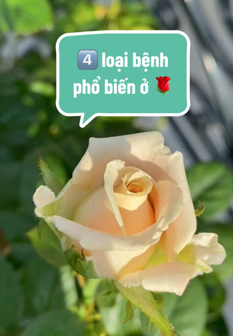 @Gia vị cuộc sống
