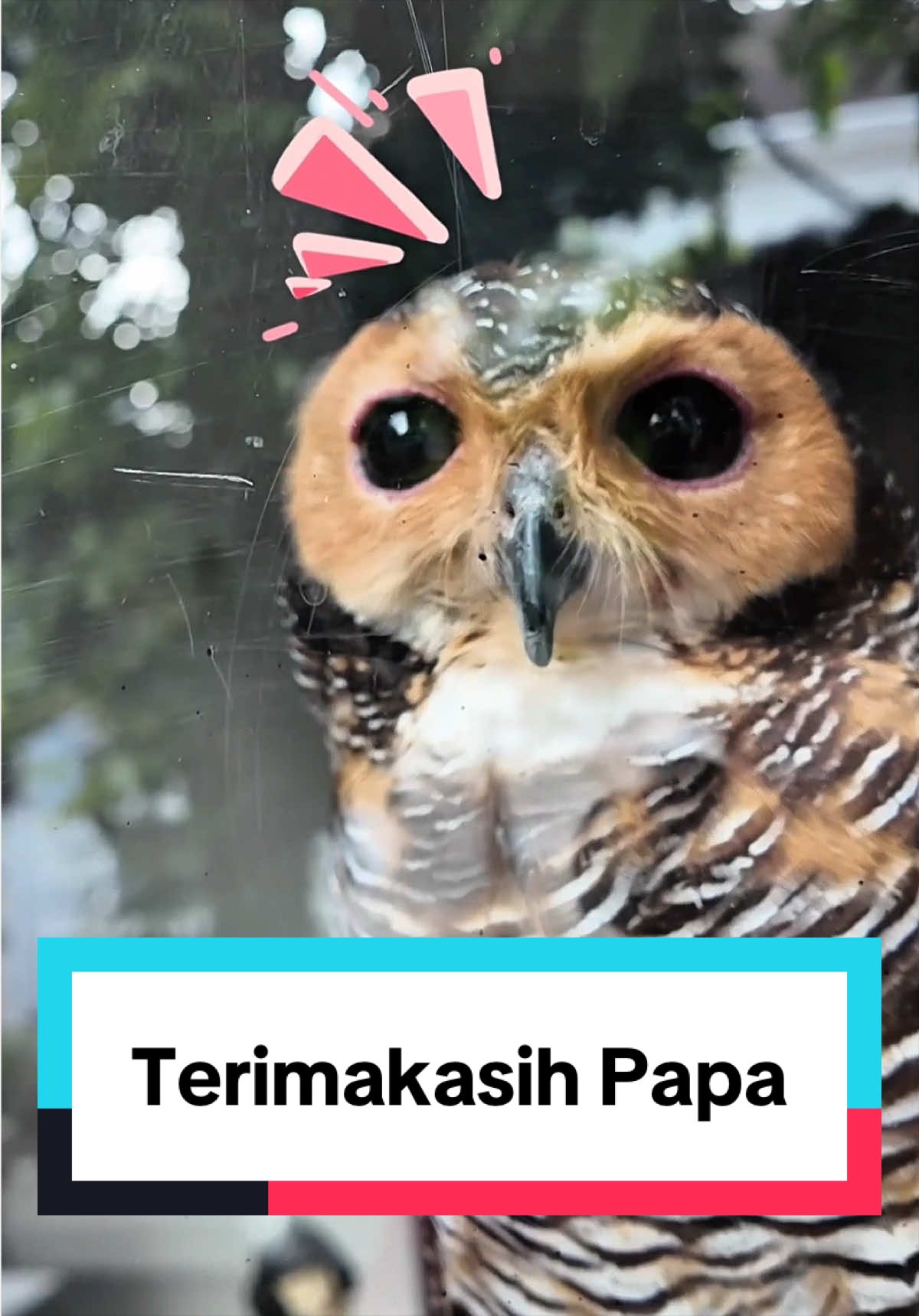 @Bibib Family