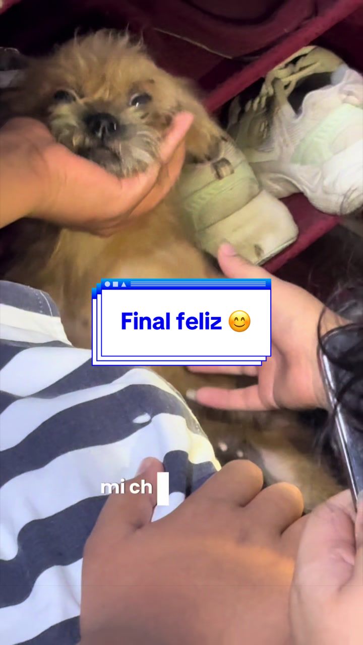 @angelissalvando
