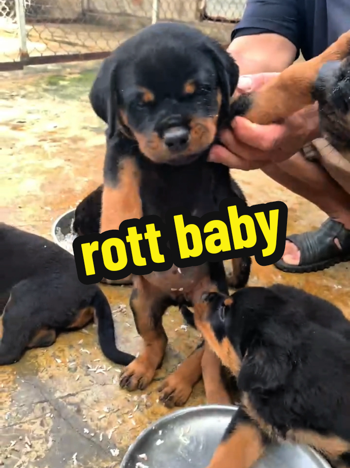 @Trại Chó Út Sáu