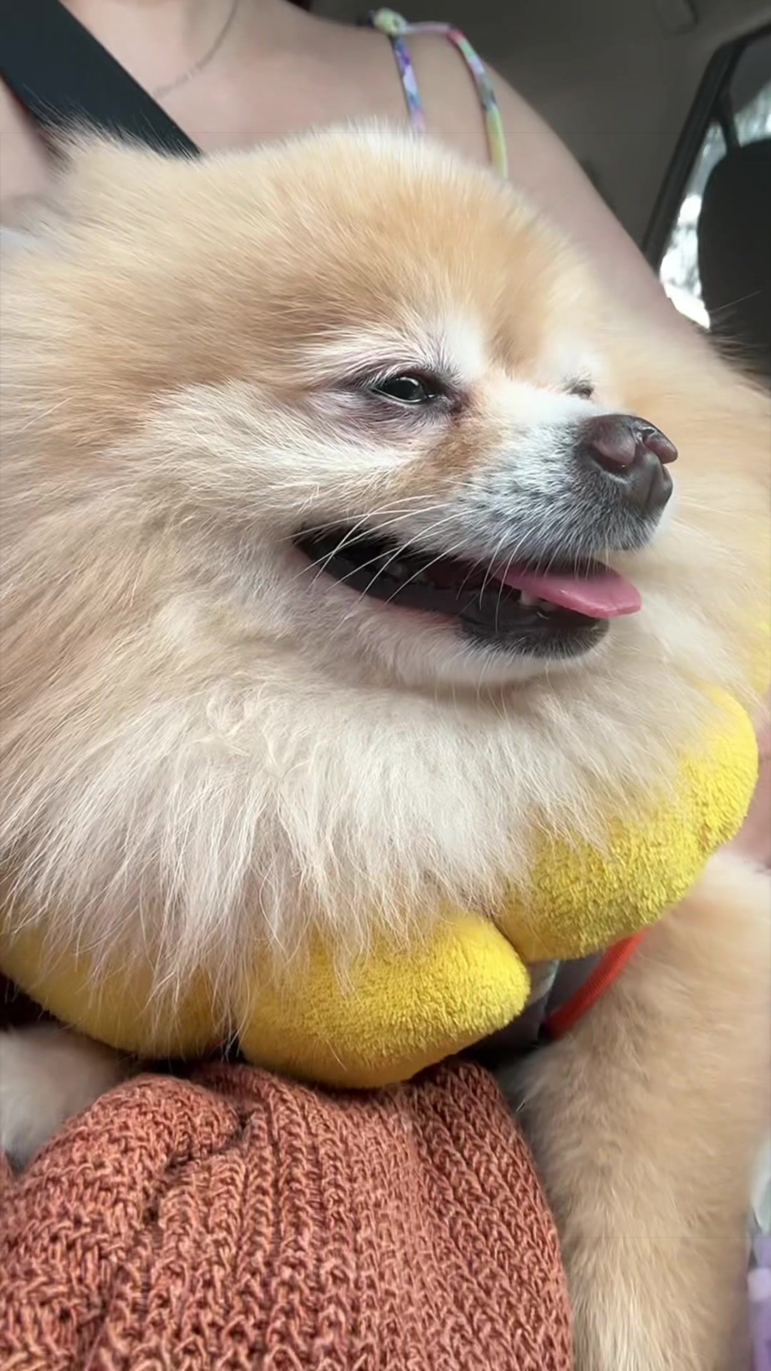 @lishvg