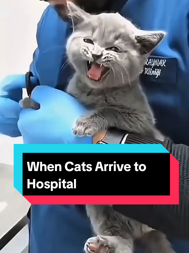 @MeowMagic