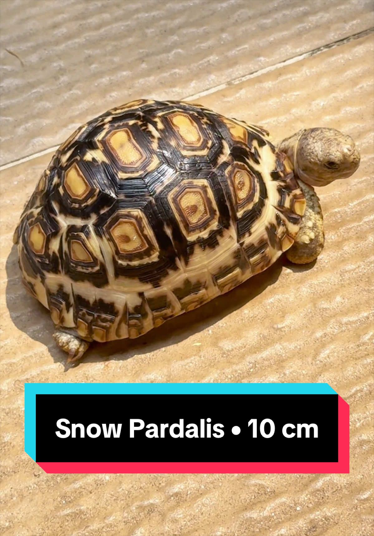 @Tortoisesworld