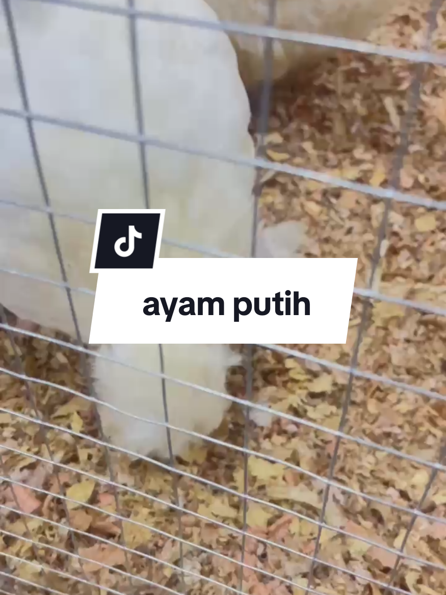 @Sophea