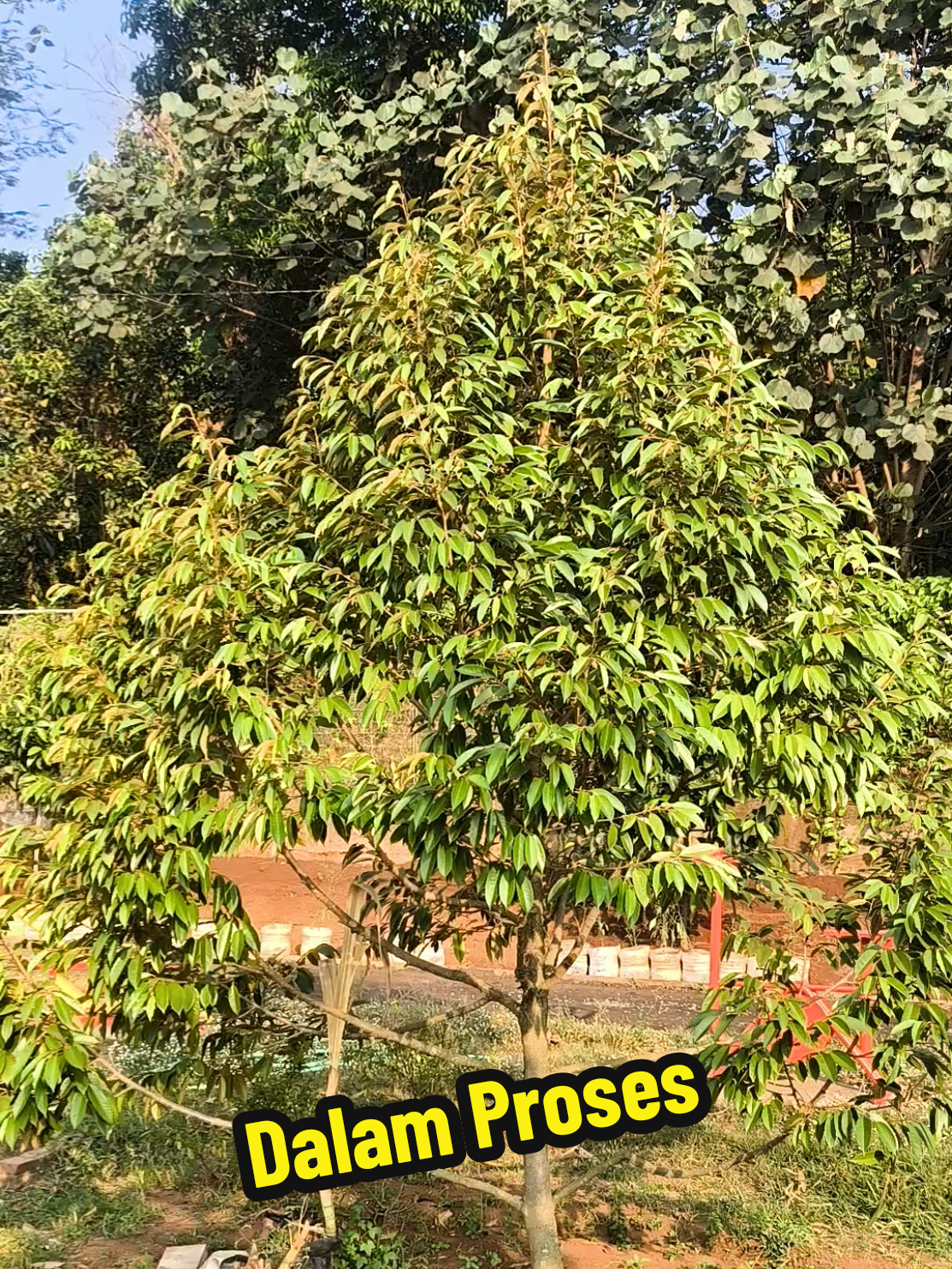 @Alas Durian Jepara