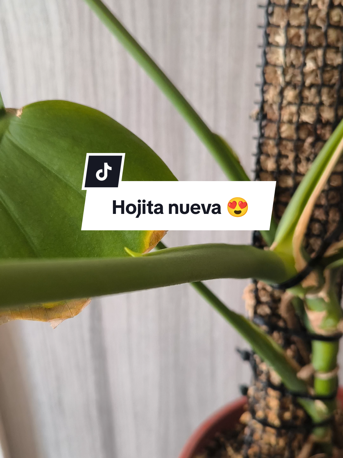 @Molicetas
