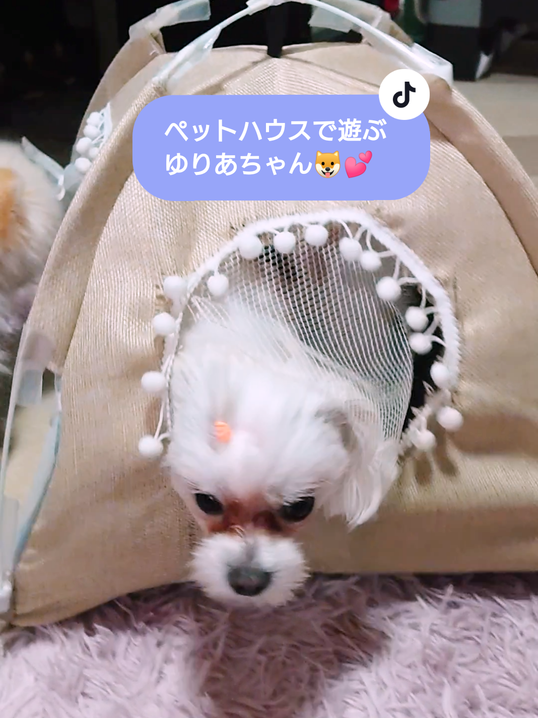 @ゆりあ&ぽんた🐶🐾