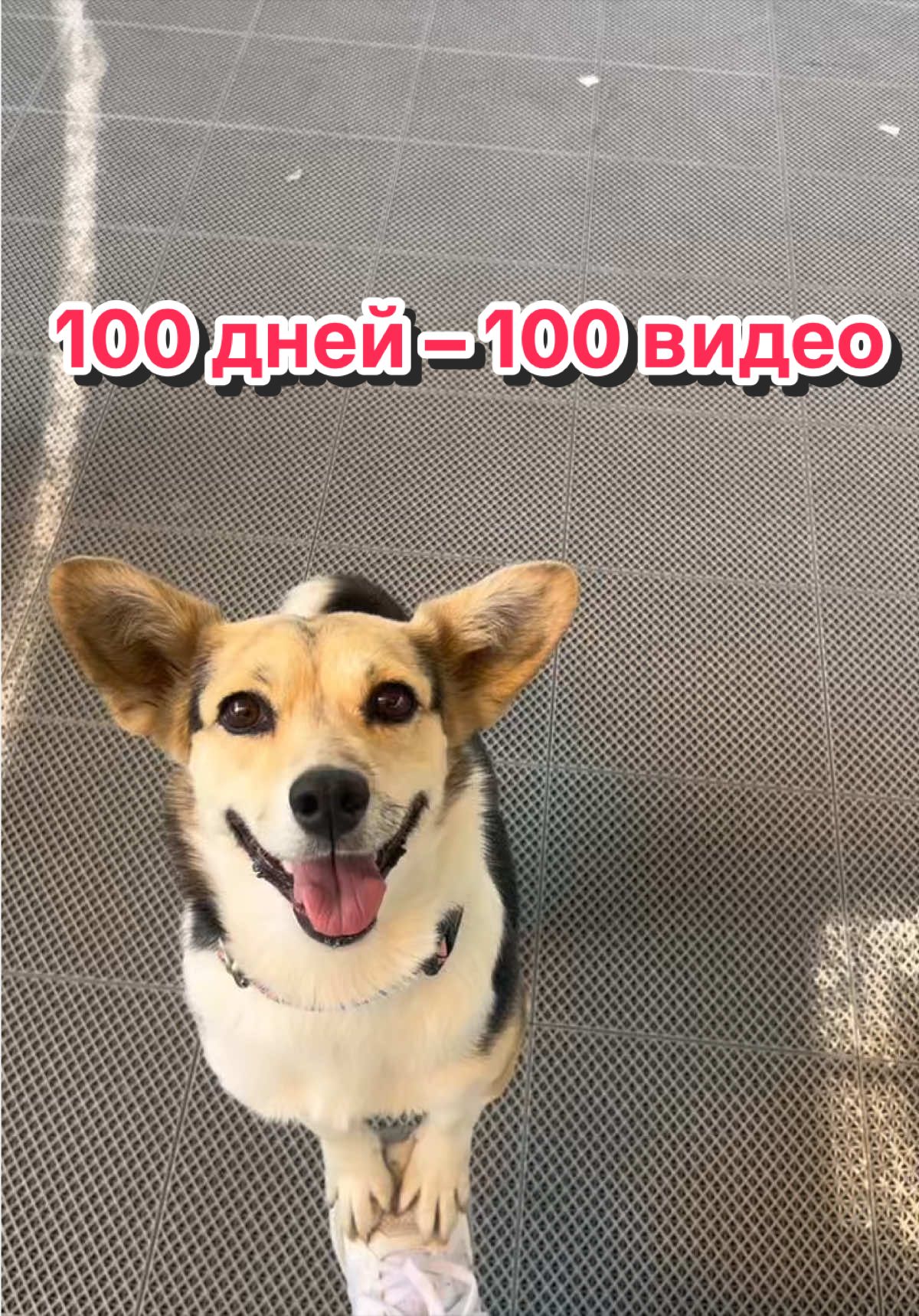 @НЕ КОРГИ