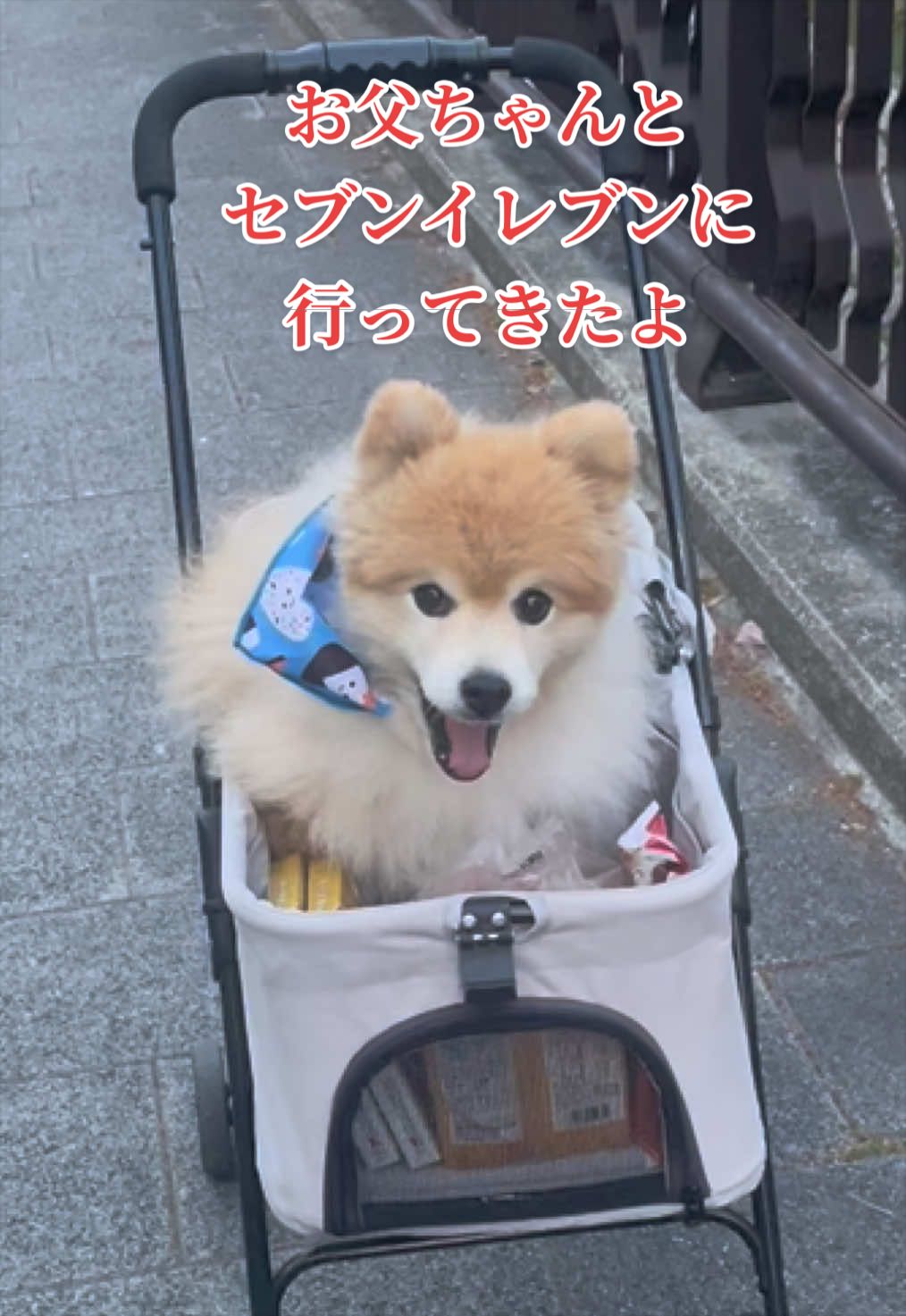 @ポメラニアン🐾えびす