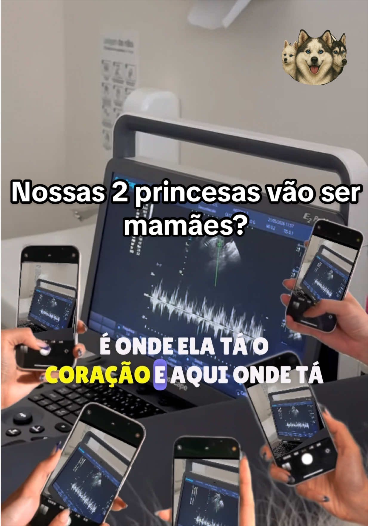 @Brazilian Pomsky