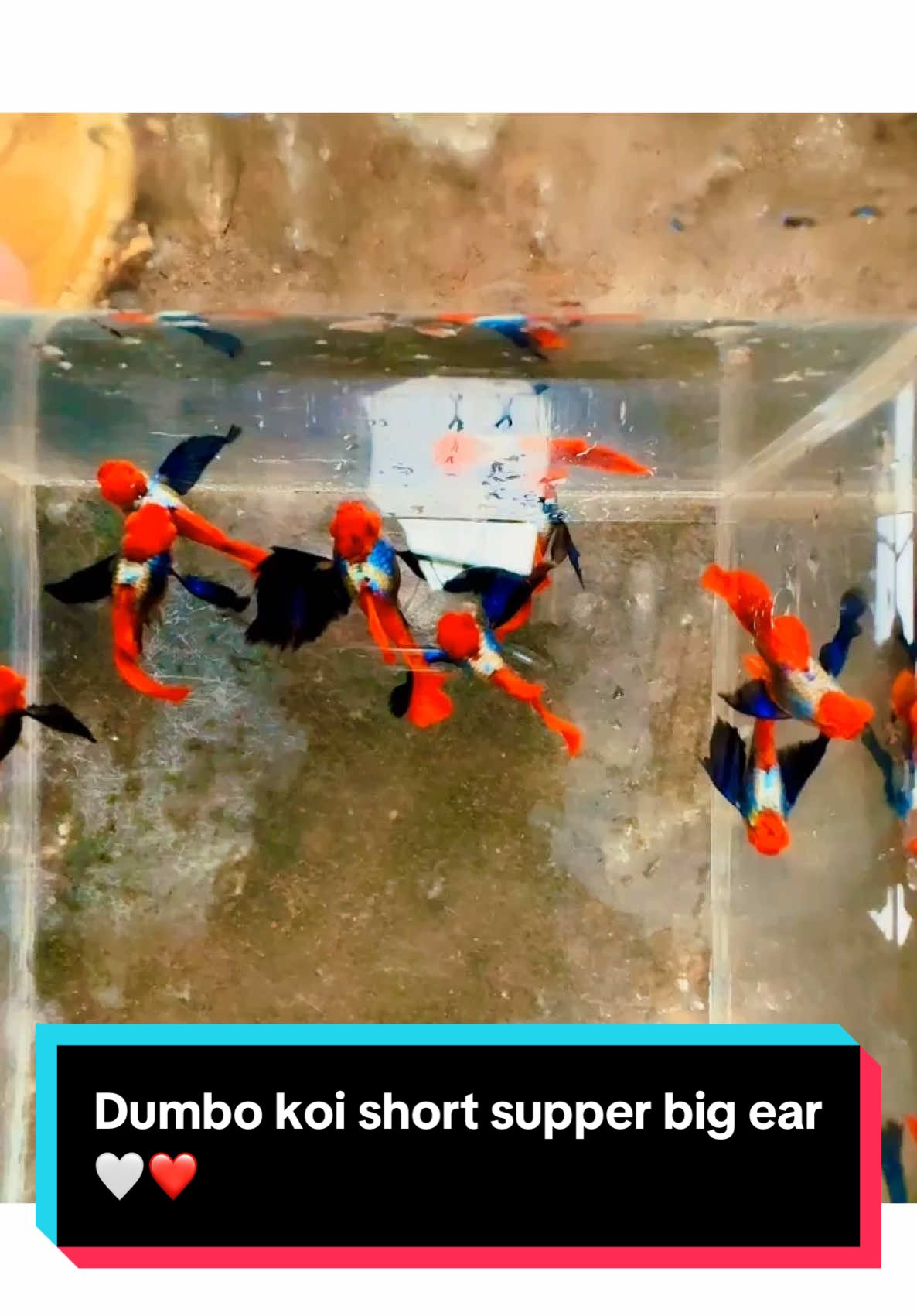 @M.T Guppy