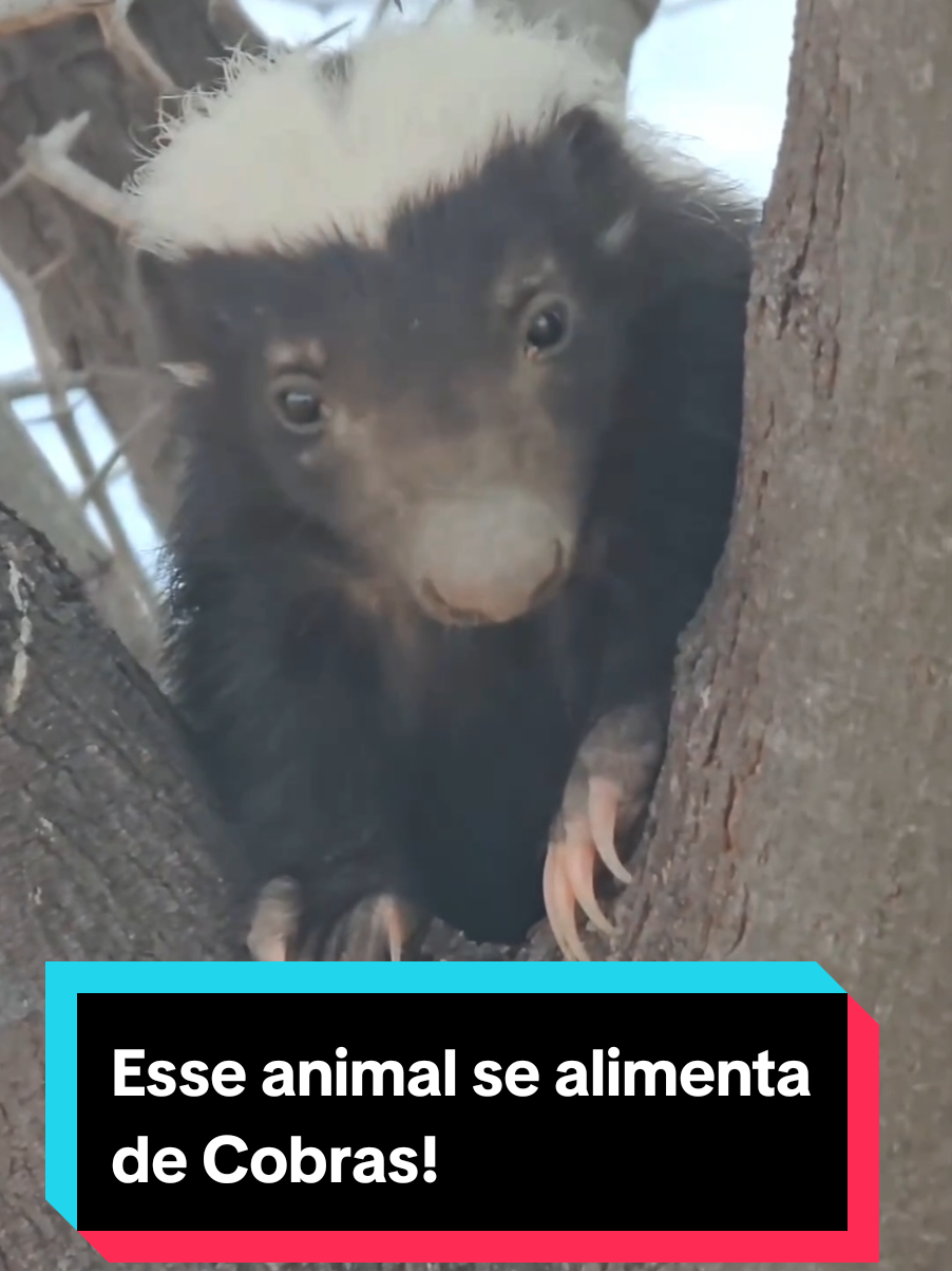 @Princesa das Serpentes