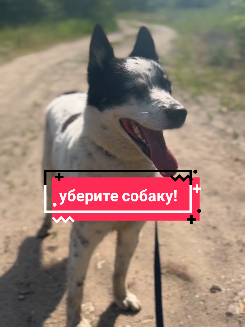 @Калыван
