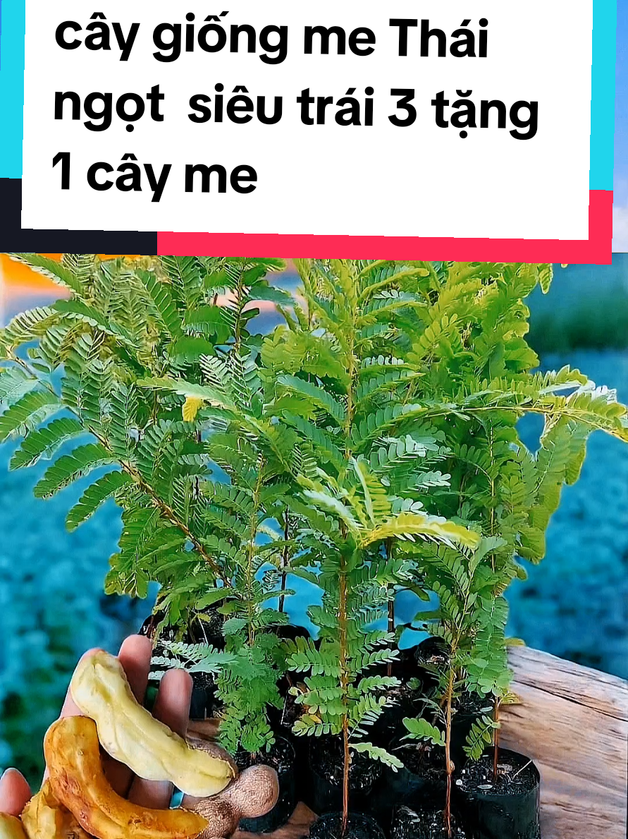 @@1Huyền Nguyễn