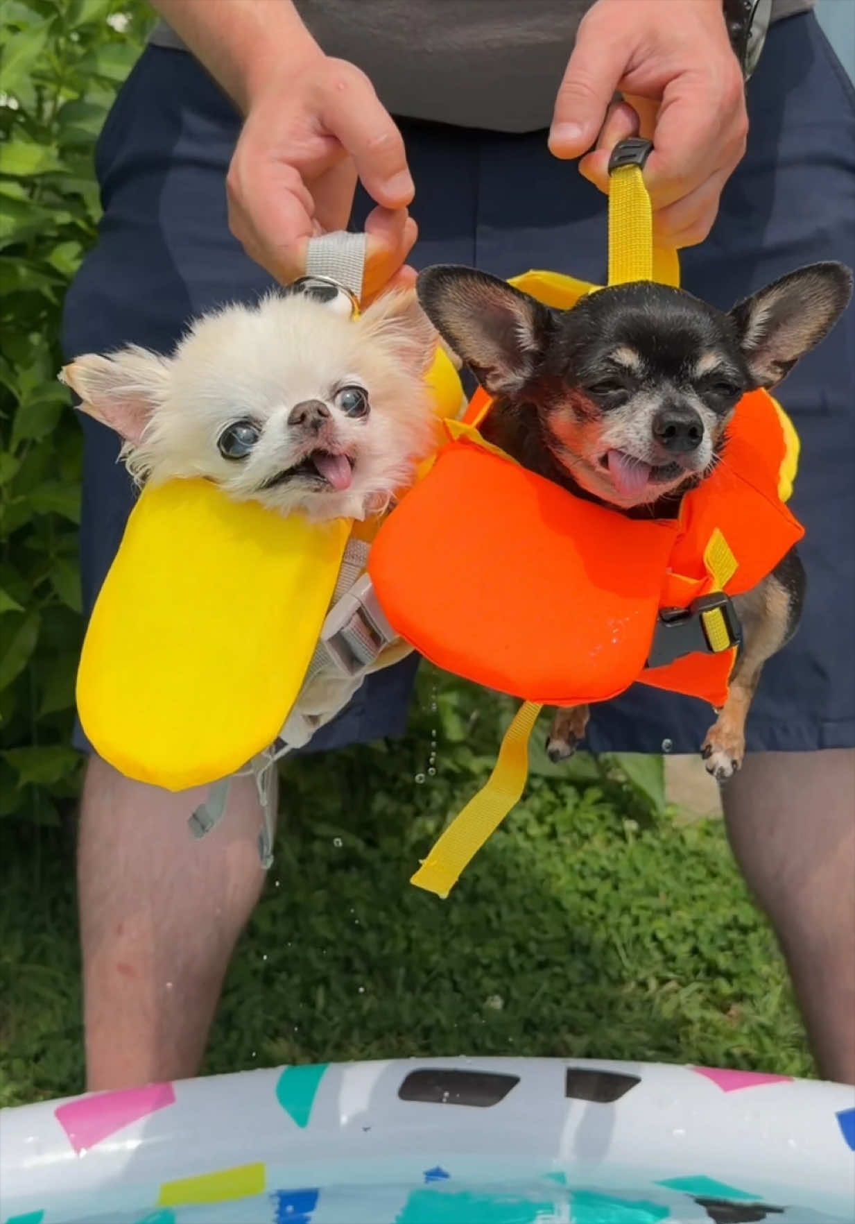 @Tiny Chihuahua Cedric & Maya