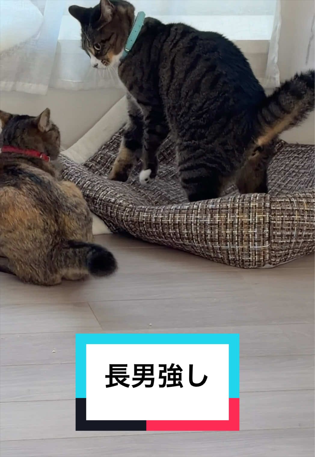 @ルーレオ