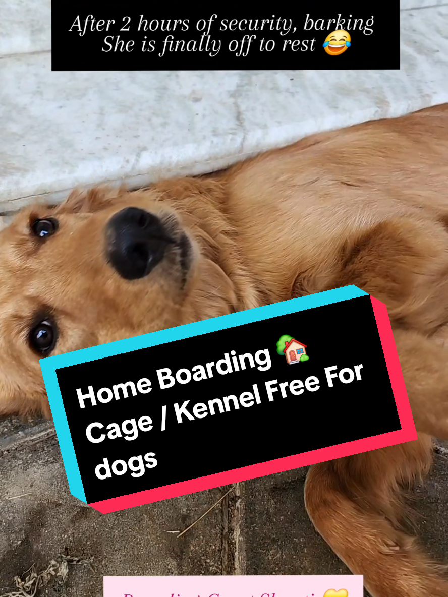 @Abhilasha - DogTrainer