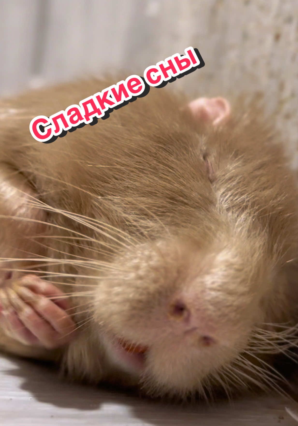 @Пафнутрий