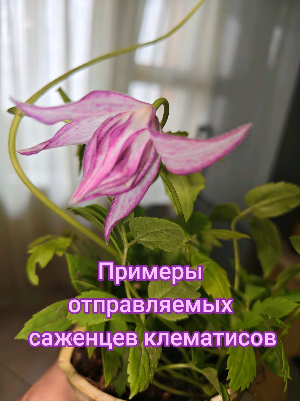 @Интернет-магазин Магия цветов