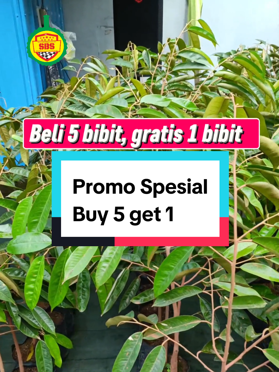 @Produksi Buah_SBS