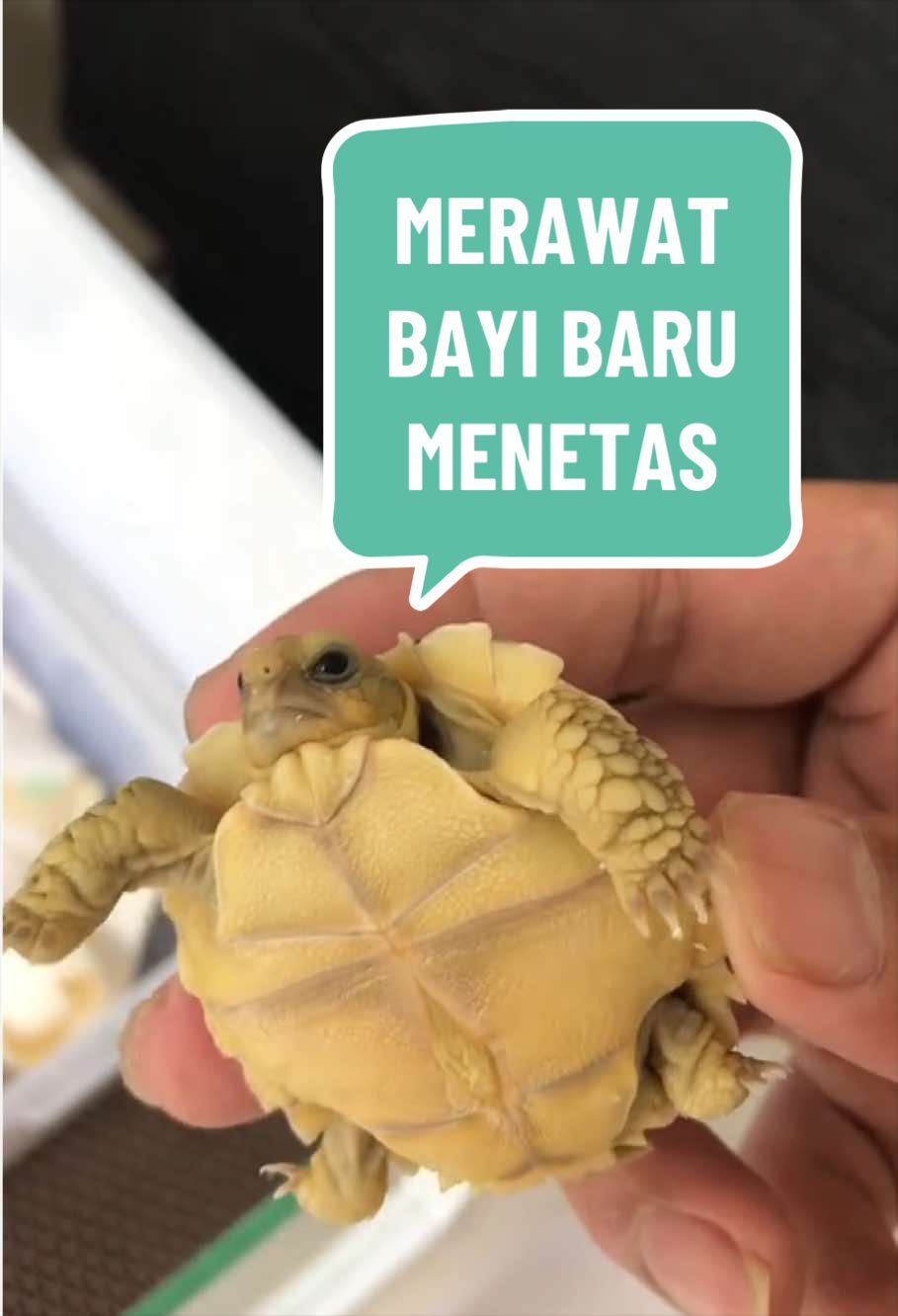 @MYtortojourney 🐢