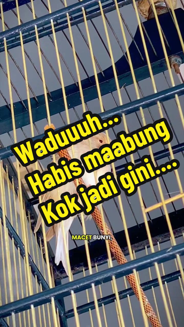 @GeDang Manuk